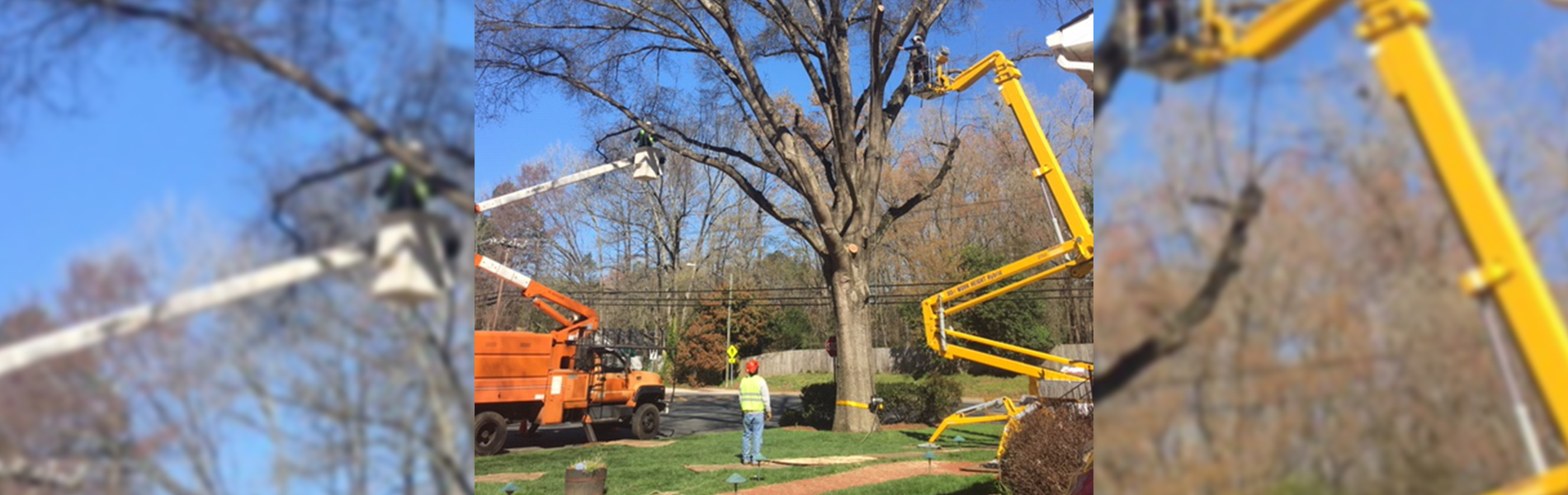 Tree Removal Companies