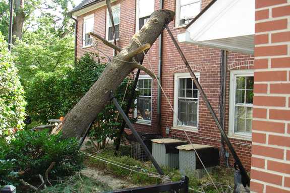 Tree Trimming Service